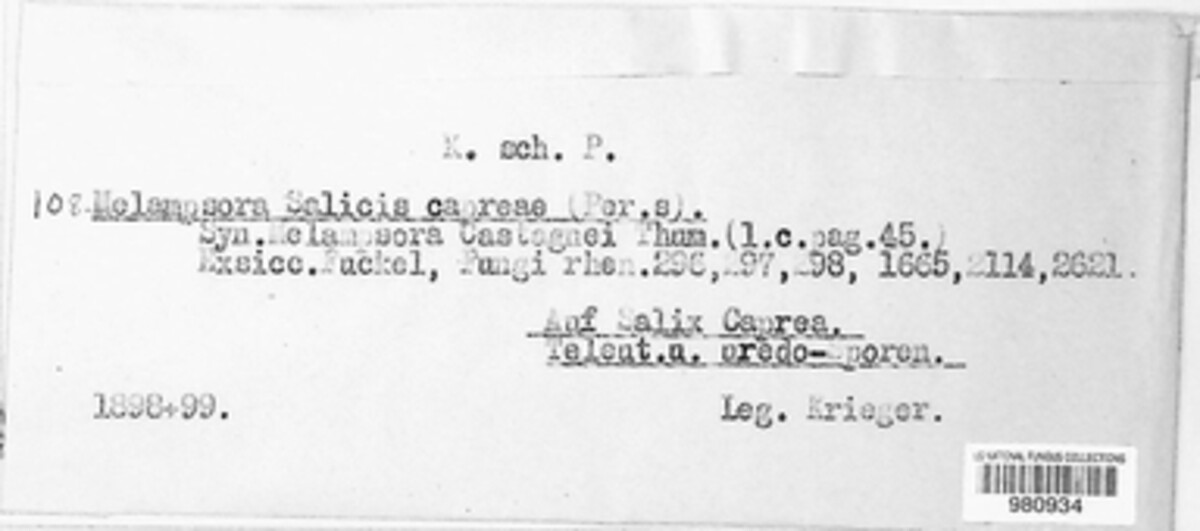 Melampsora caprearum image